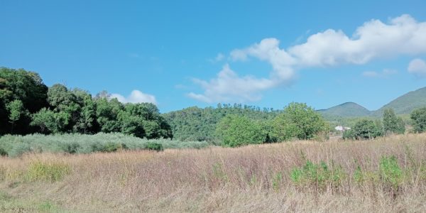 SPOLETO VICINANZE VENDESI TERRENO AGRICOLO E ULIVETO