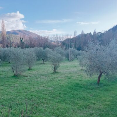 spoleto vicinanze vendesi terreno con ulivi