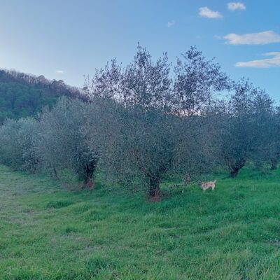 Spoleto vicinanze vendesi terreno con ulivi